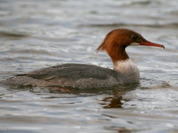 Wiosenne dni kalendarzowej zimy, <p>K.Gara</p>